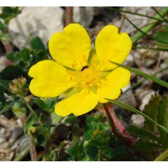 Tormentil flower seeds