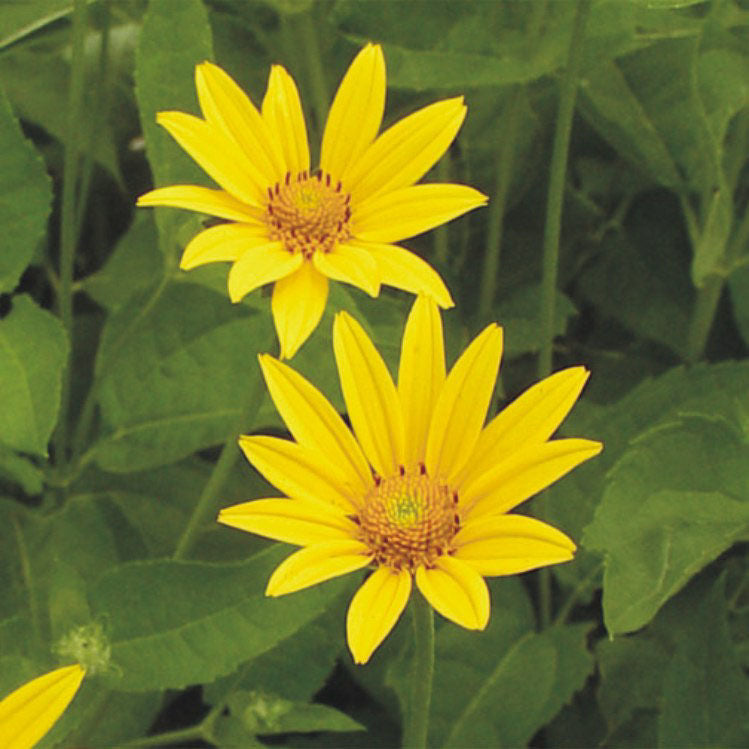 Yellow Heliopsis flower seeds