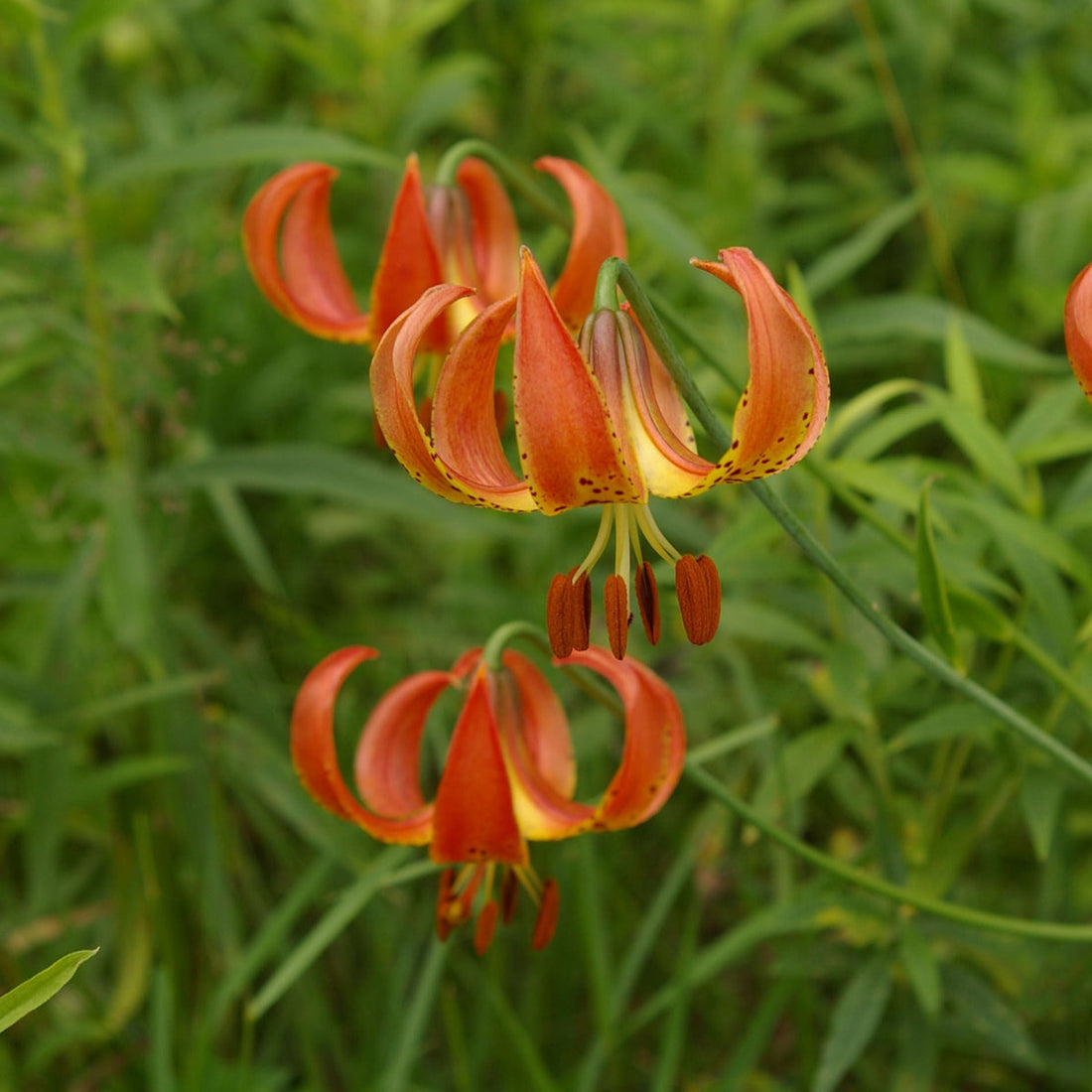 Lilium Pyrenaicum flower seeds
