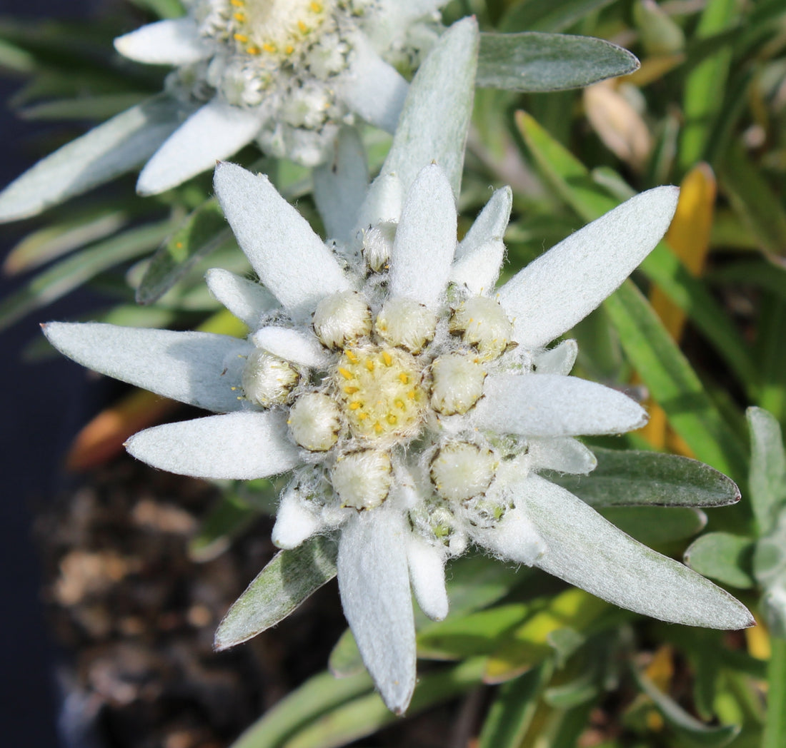 White Edelweiss flower seeds