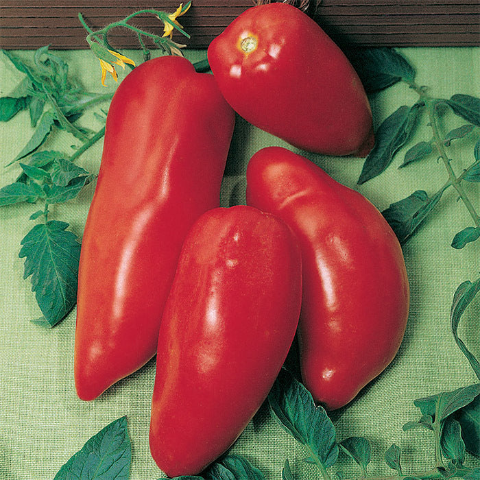 Opalka Tomato Seeds for Planting – Heirloom Paste Tomato Seeds