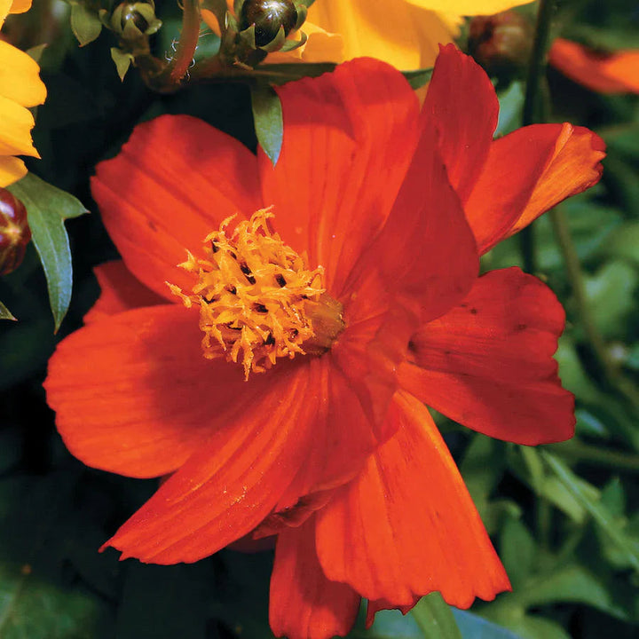 Cosmos Red flower seeds