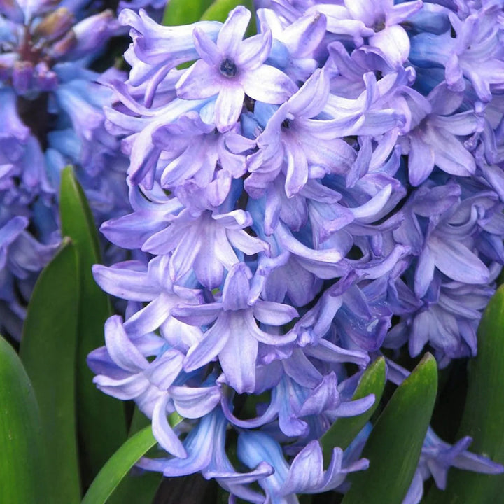 Lavender Hyacinth flower seeds