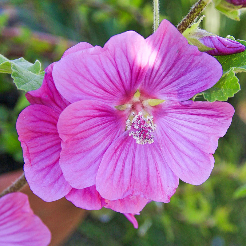 Pink Lavatera Flower Seeds for Planting – Heirloom Non-GMO Garden Seeds