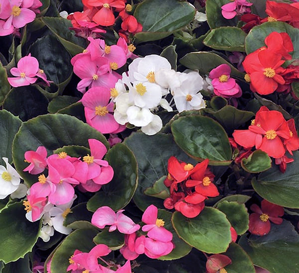 Ambassador Begonia flower seeds