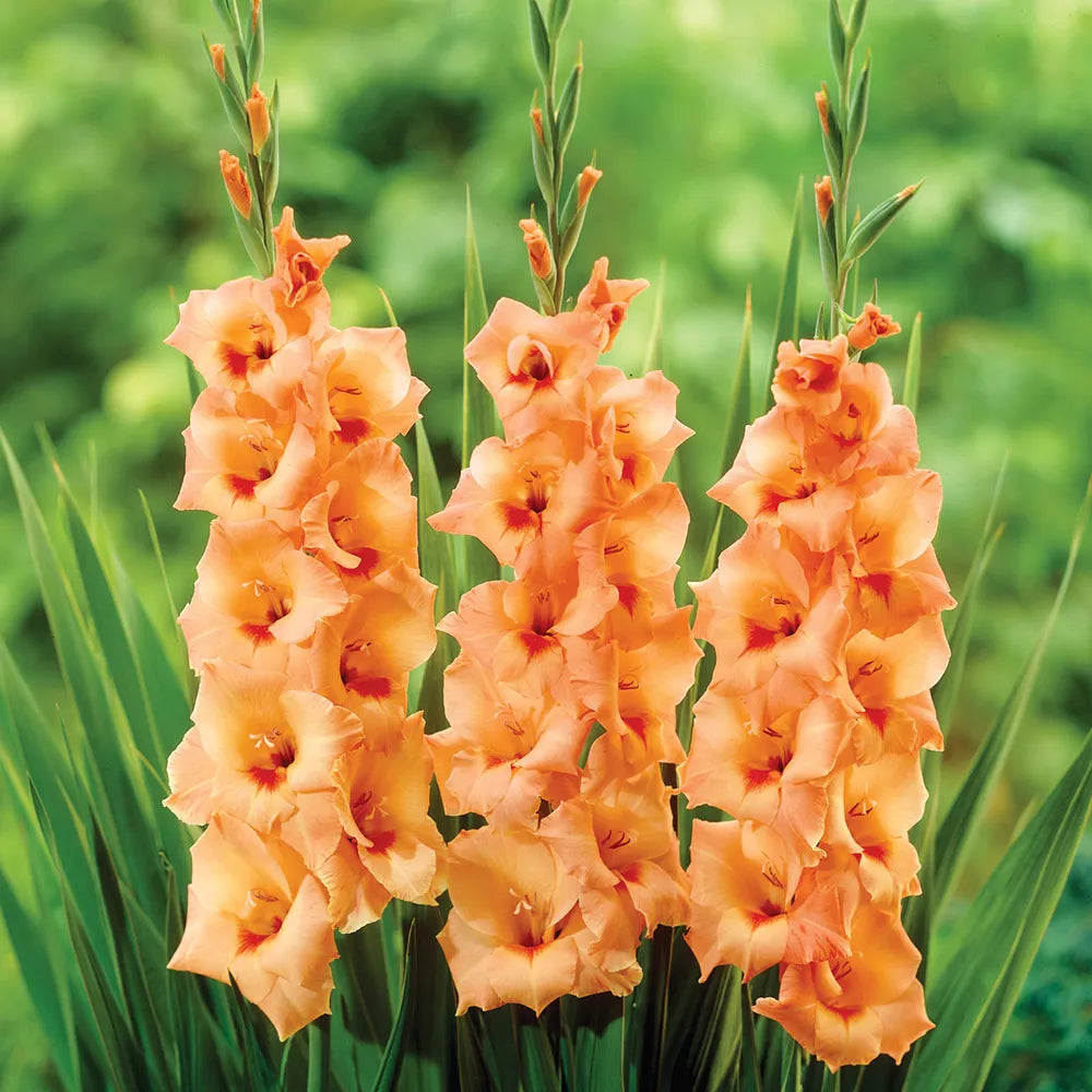 Orange Yellow flower seeds