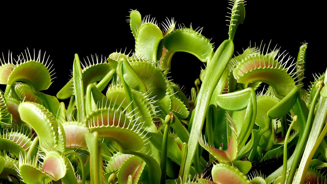Carnivorous flower seeds