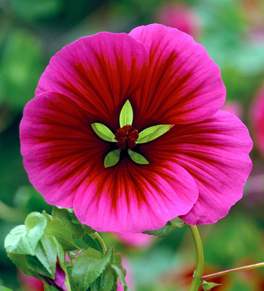 Malope Vulcan flower seeds