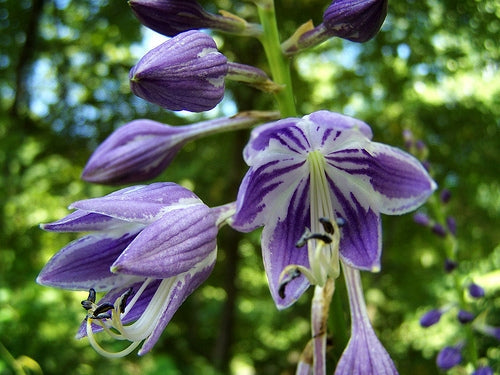 Ventricosa Hosta flower seeds