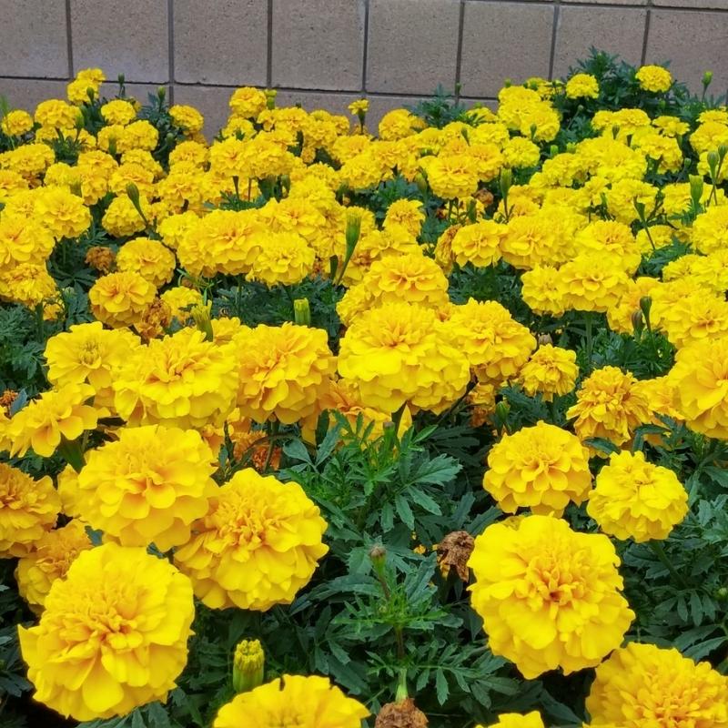 Bonanza Yellow Marigold plant
