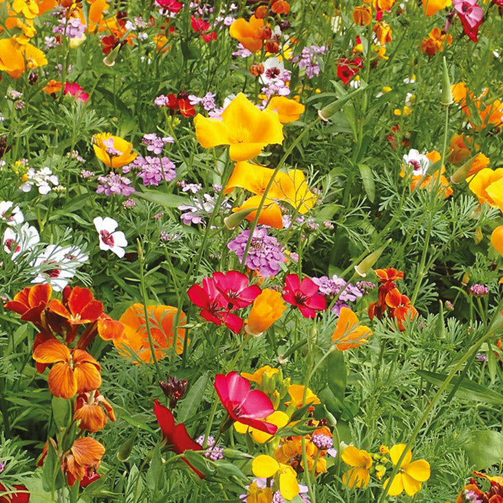 Cascade flower seeds