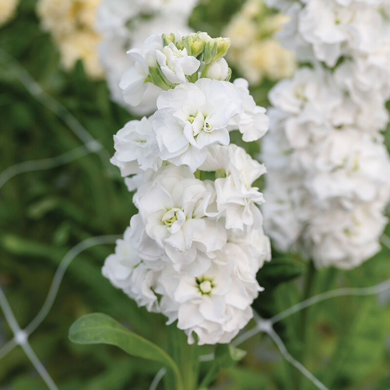White Evening flower seeds