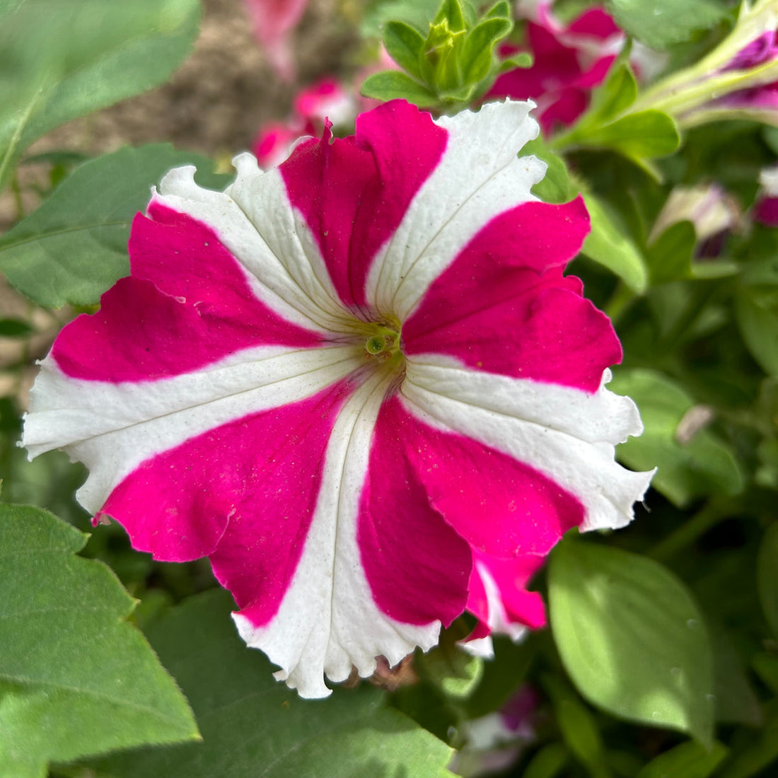 Ultra Rose flower seeds