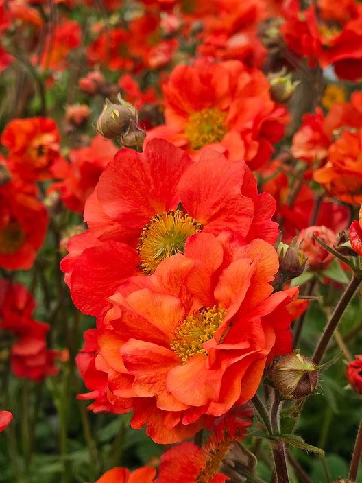 Geum flower seeds