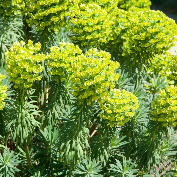 Mediterranean Spurge flower seeds