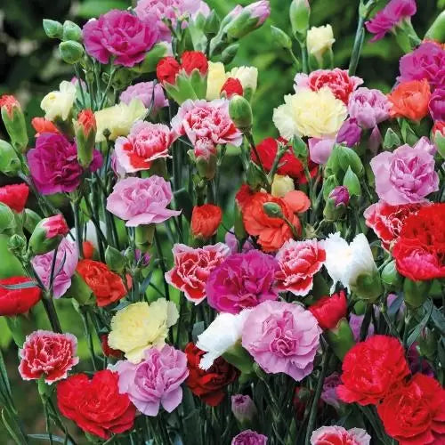 Carnation flower seeds