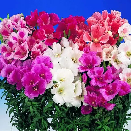 Godetia flower seeds