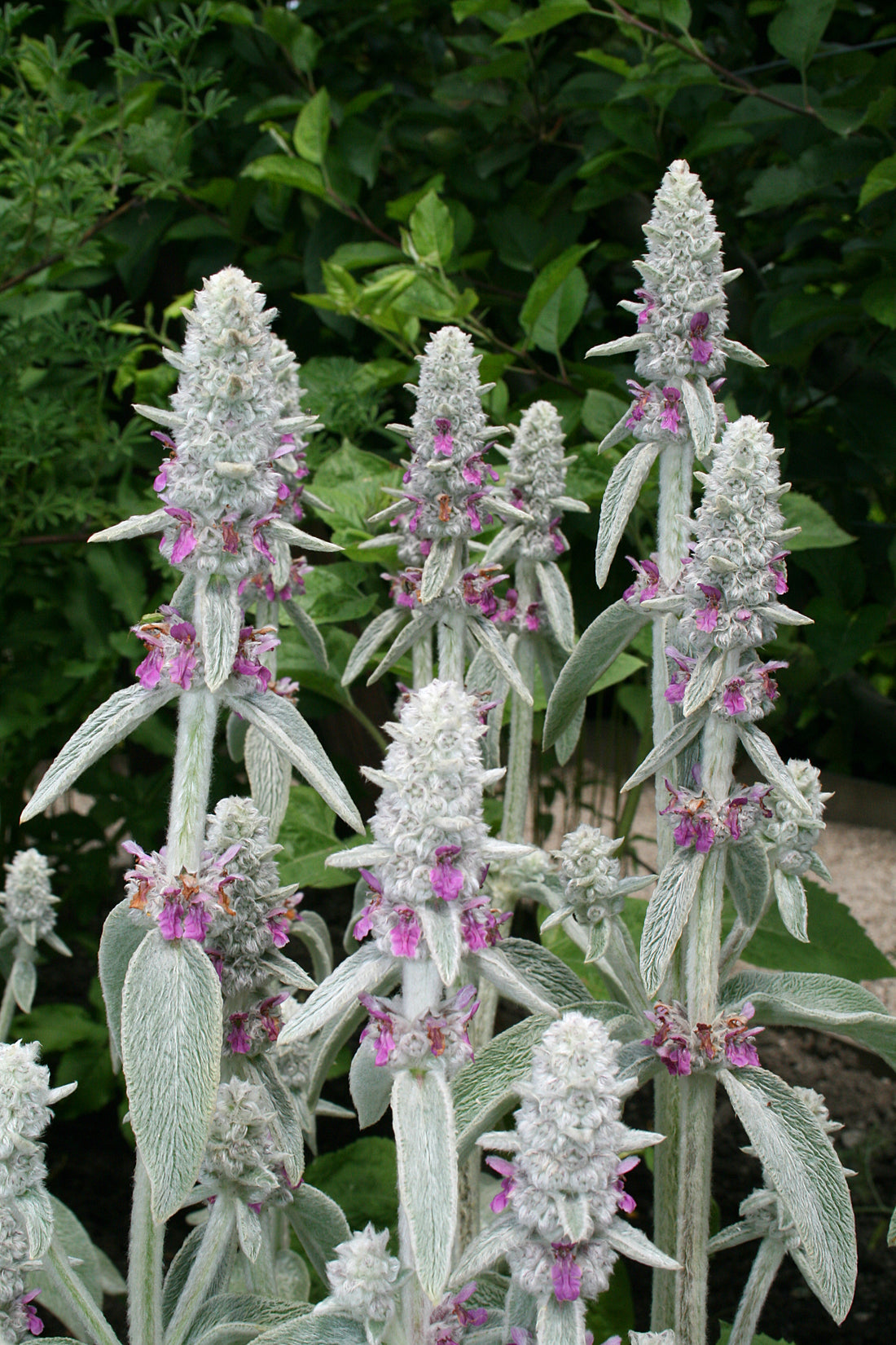Gray Lambs flower seeds
