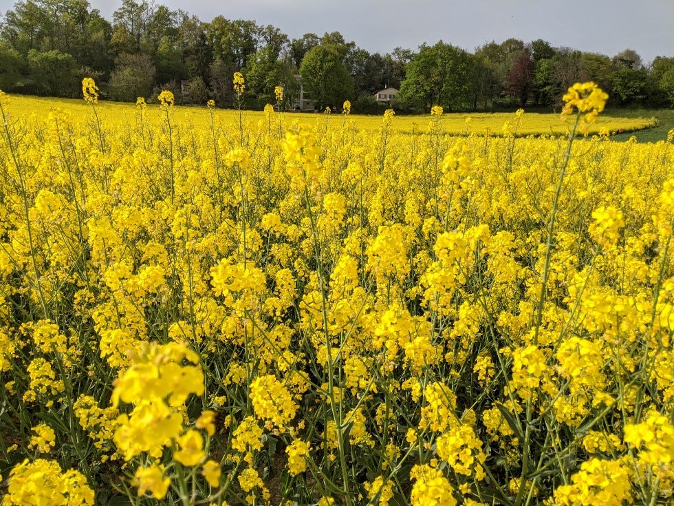 Yellow Rape flower seeds