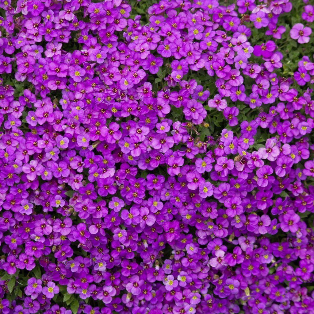 Aubrieta Deltoidea plant