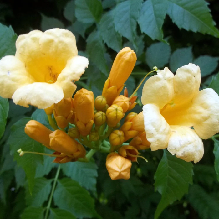 Flava Campsis Radicans plant
