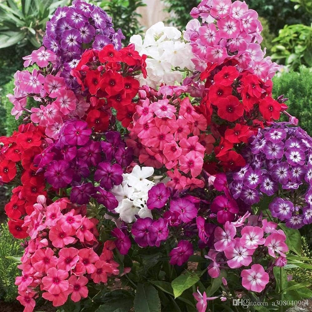 Annual Phlox plant
