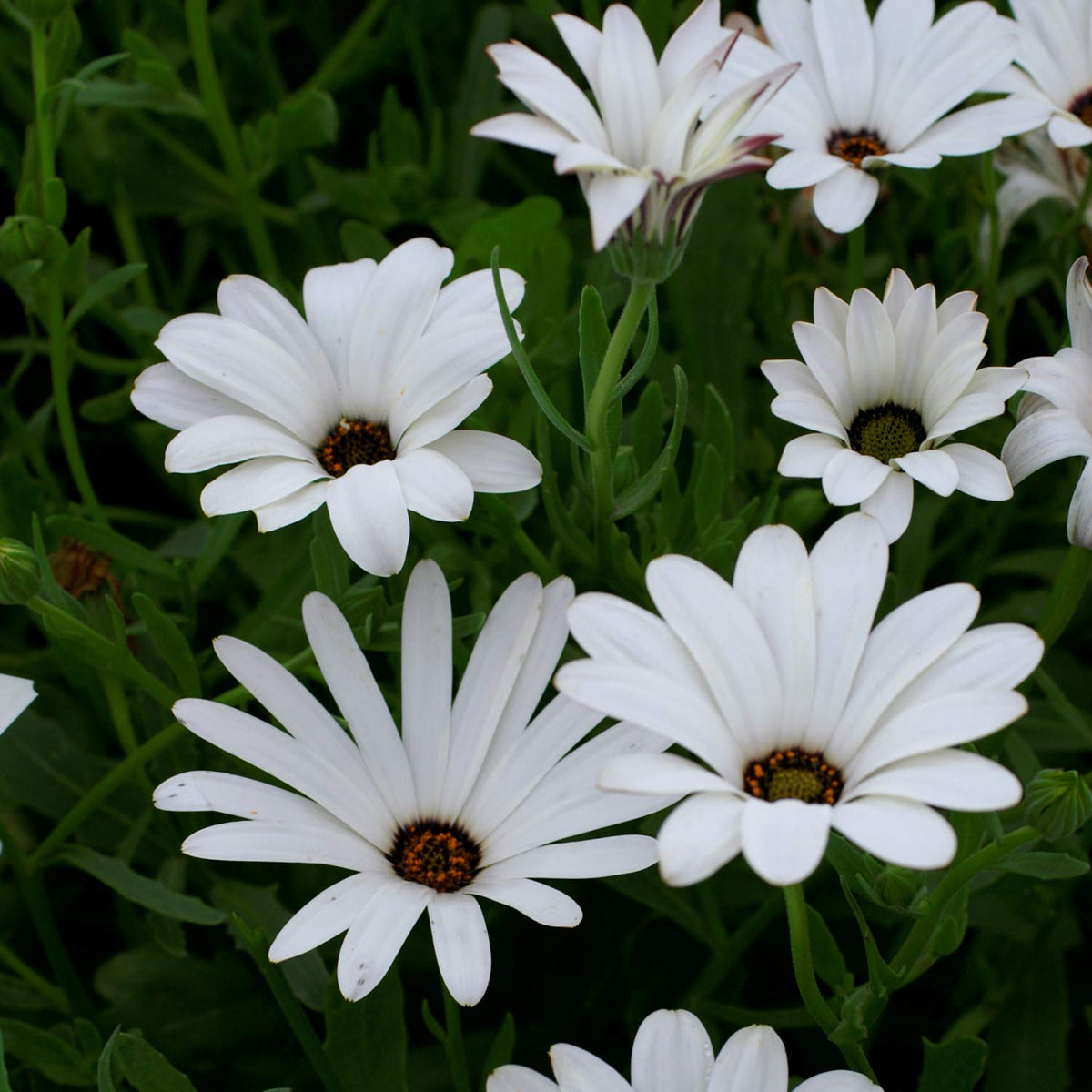 African Daisy plant