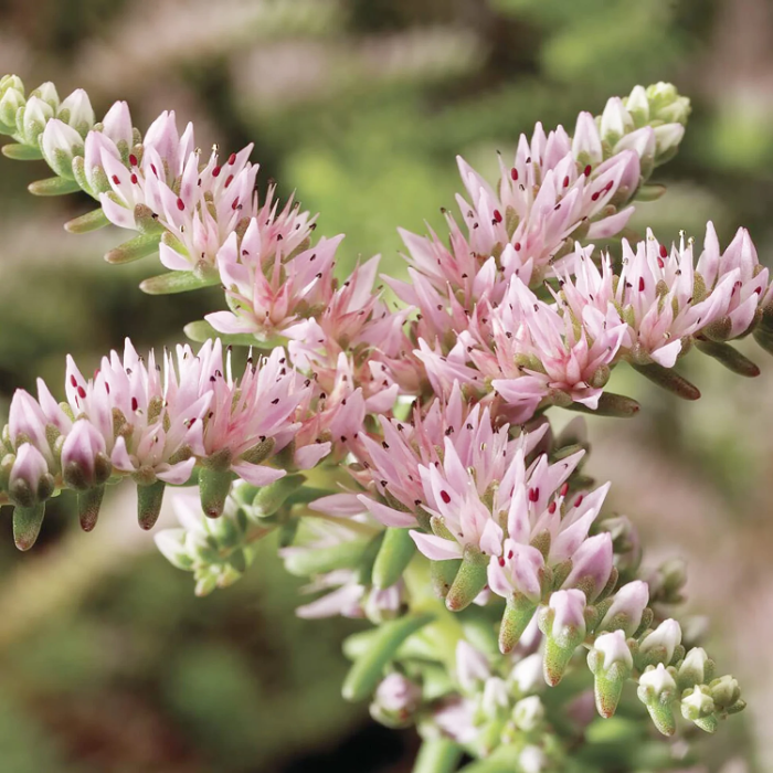 Stonecrop Sedum Pulchellum plant