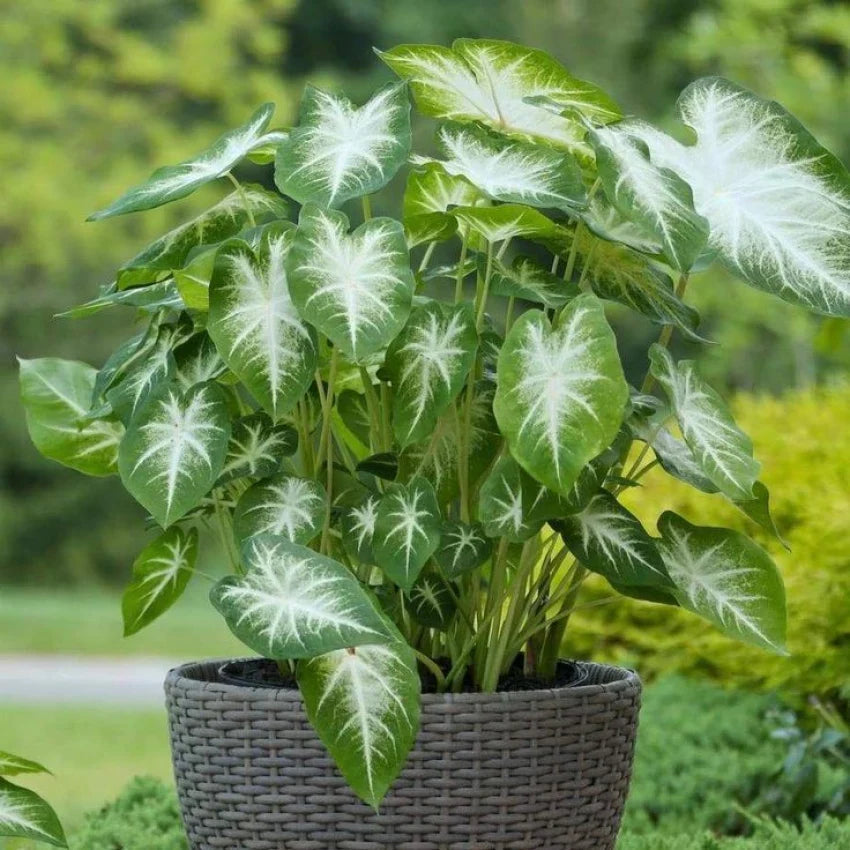 Caladium flower seeds