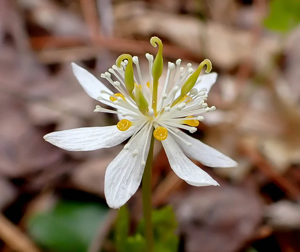 Goldthread flower seeds
