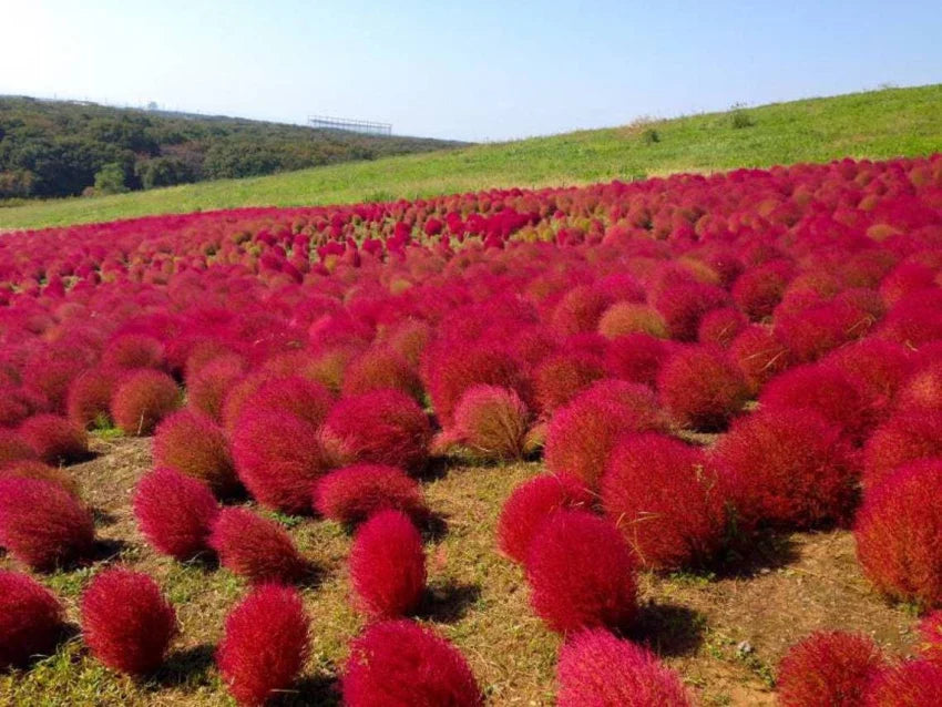 Red Burning flower seeds