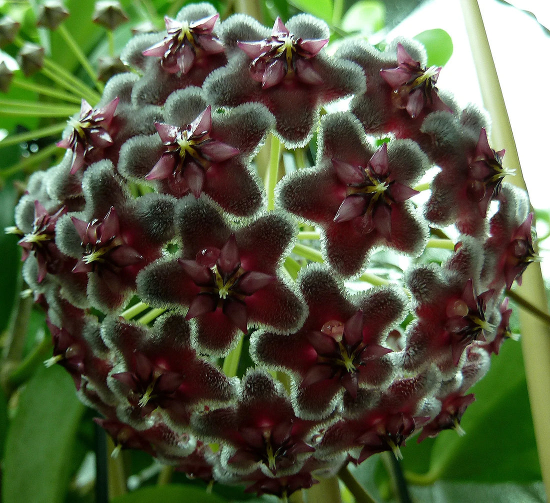 Black Hoya flower seeds