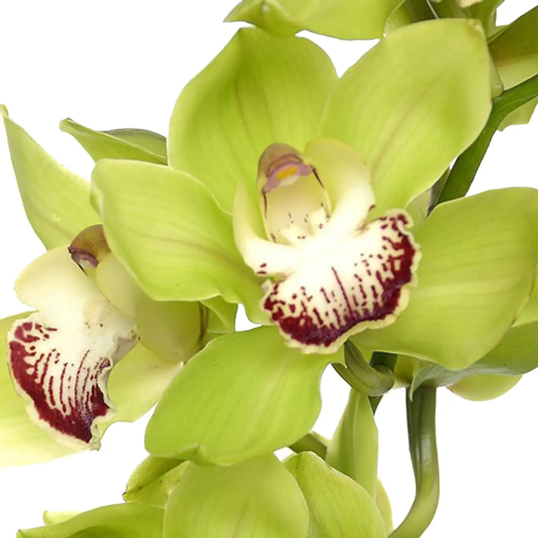 Green Phalaenopsis flower seeds