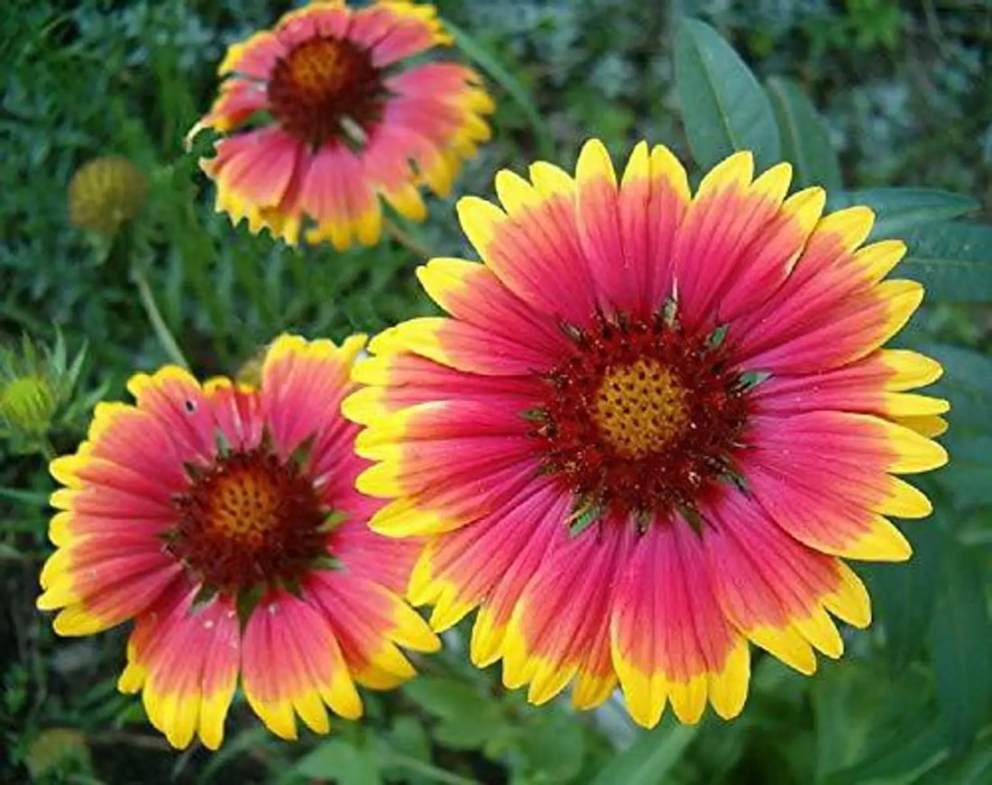 Gaillardia Aristata flower seeds
