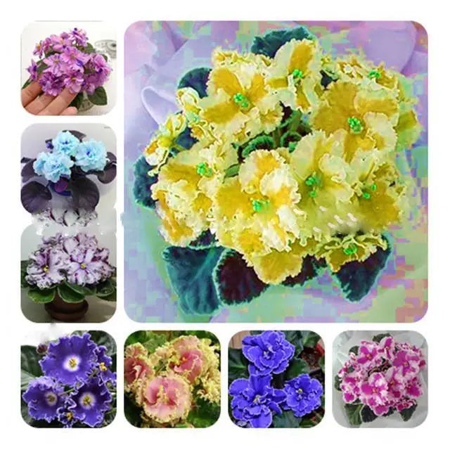 Color Evening flower seeds