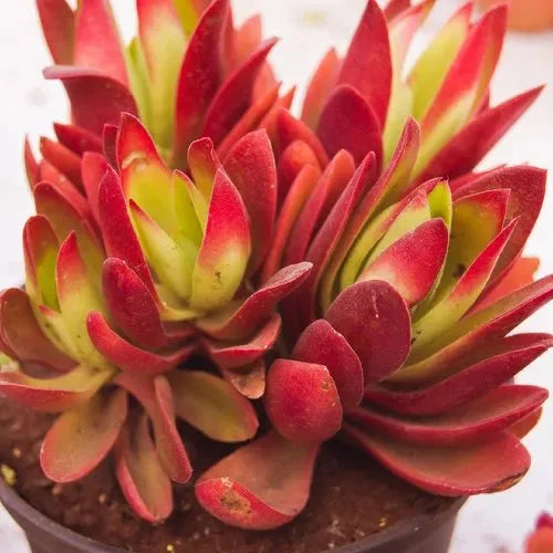 Crassula flower seeds