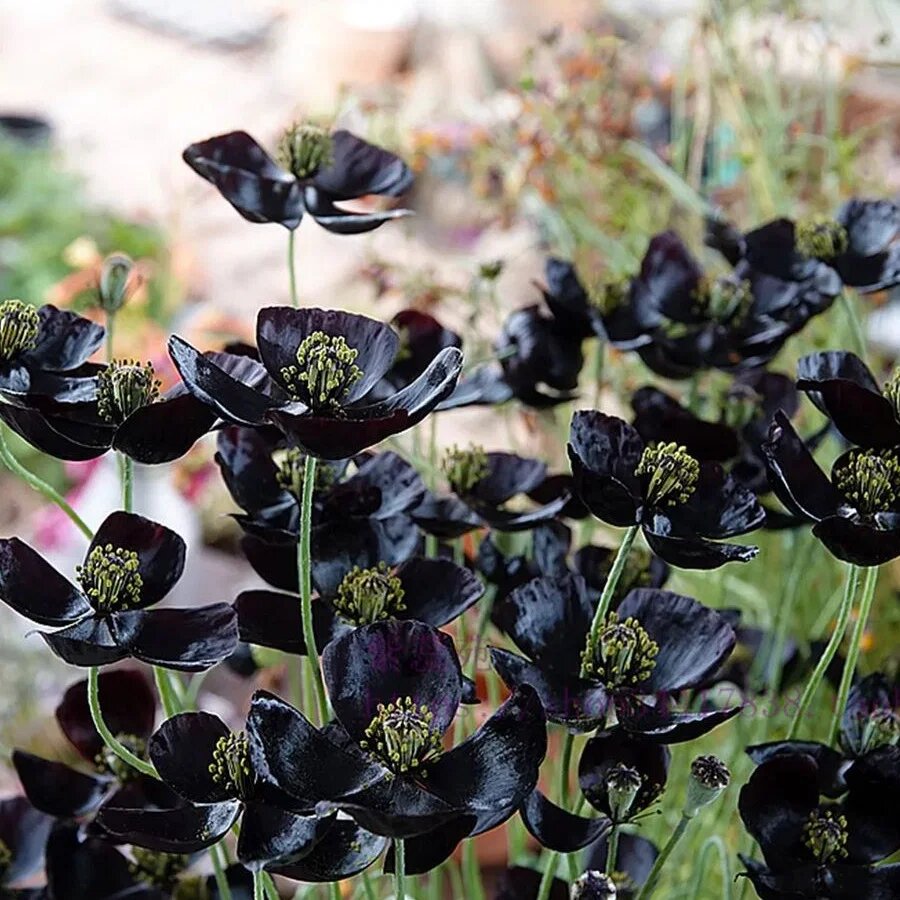 Graines de capucine noire à planter – Fleurs bordeaux profond pour jardins