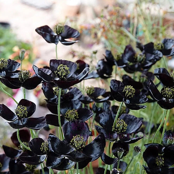 Black Nasturtium Flower Seeds for Planting – Deep Burgundy Blooms for Gardens