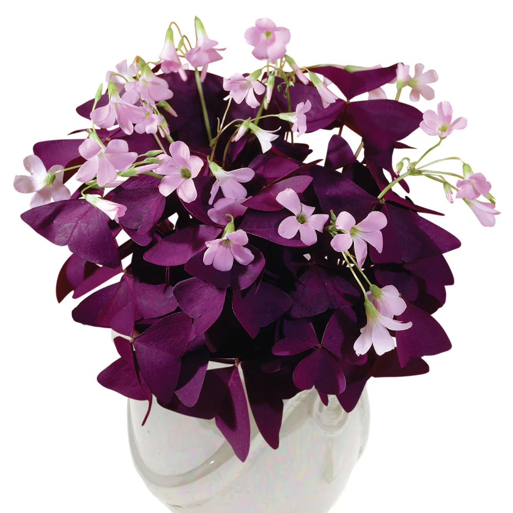 Oxalis flower seeds