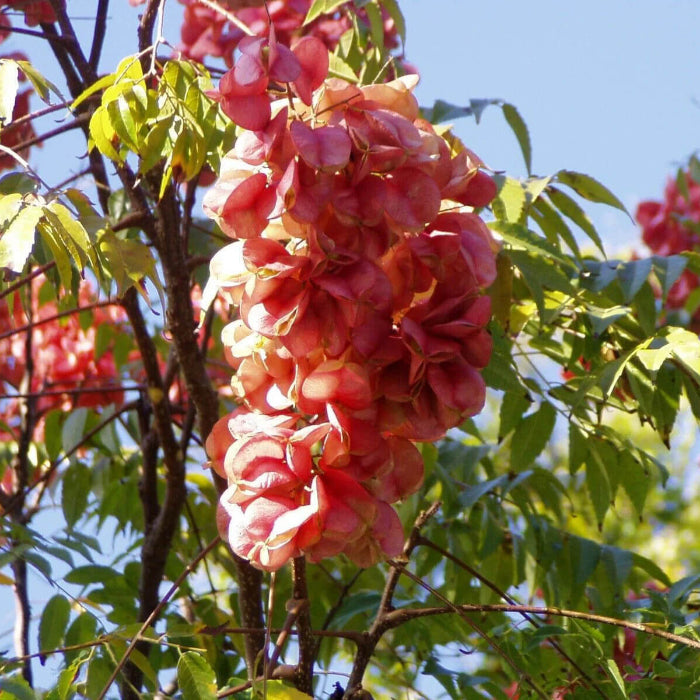 Cassia Koelreuteria Paniculata plant