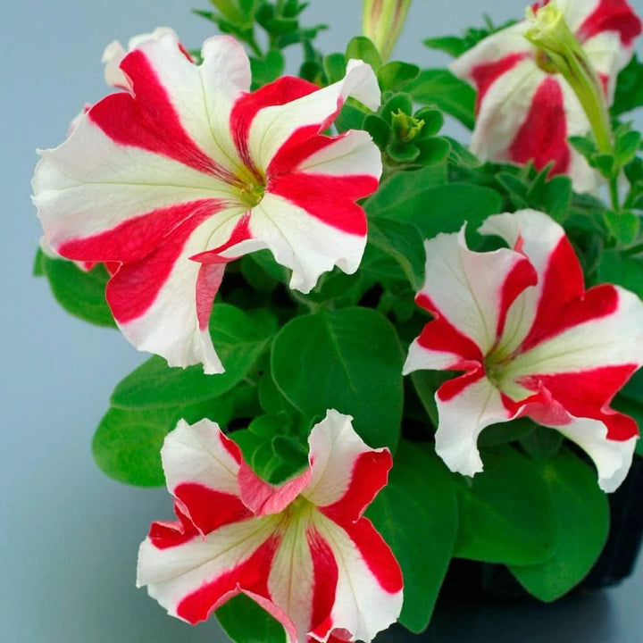 White Red flower seeds
