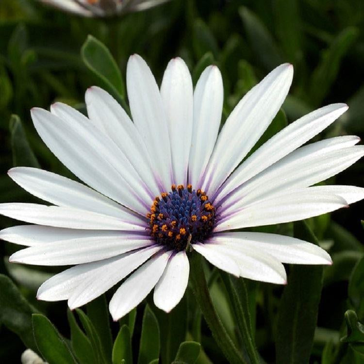 White Osteospermum flower seeds