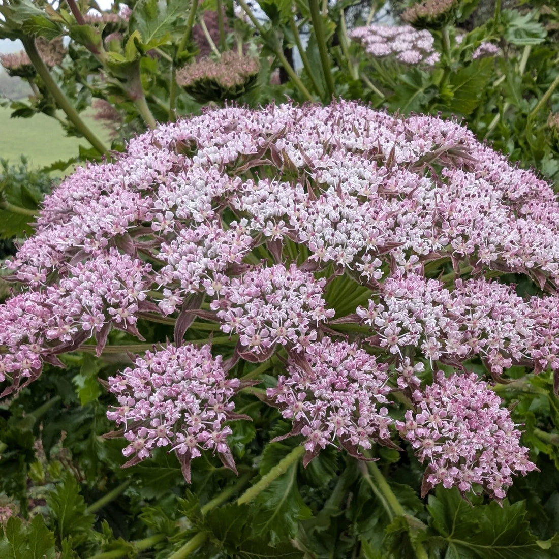 Chaerophyllum flower seeds