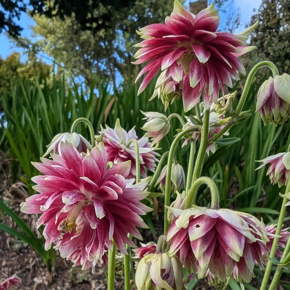 Aquilegia flower seeds