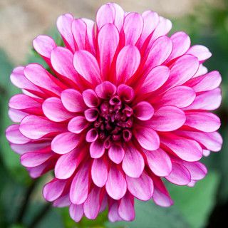Ruby Pink flower seeds
