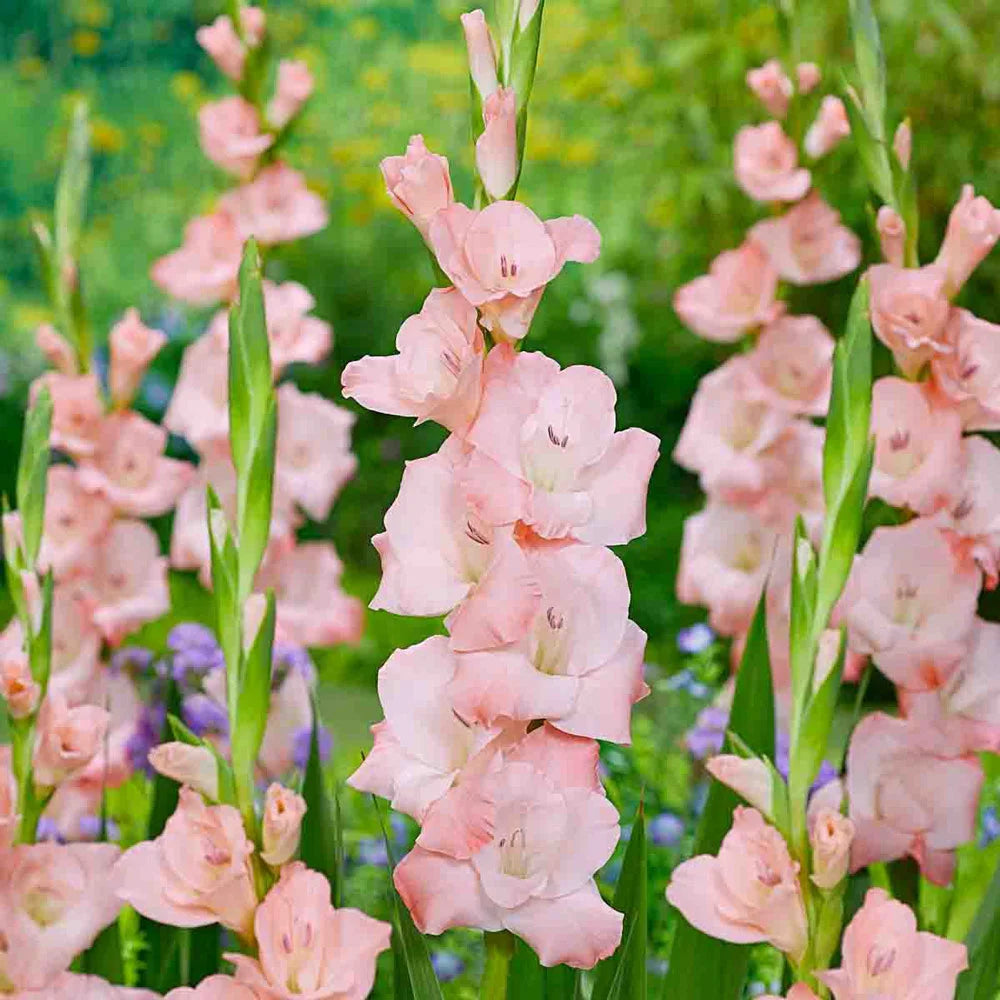 Peach Gladiolus flower seeds