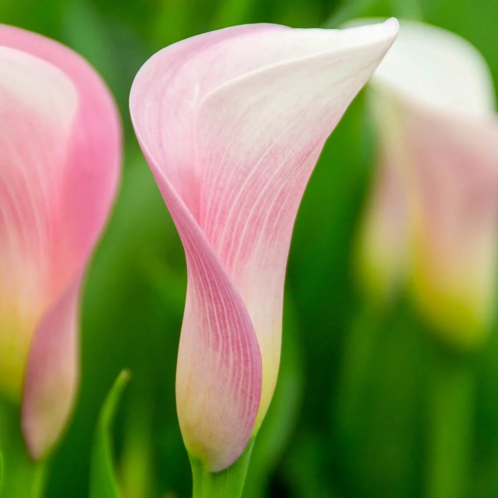 Baby Pink flower seeds