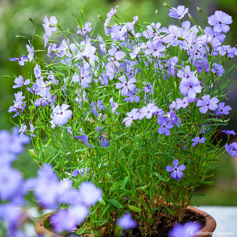Blue Viscaria flower seeds