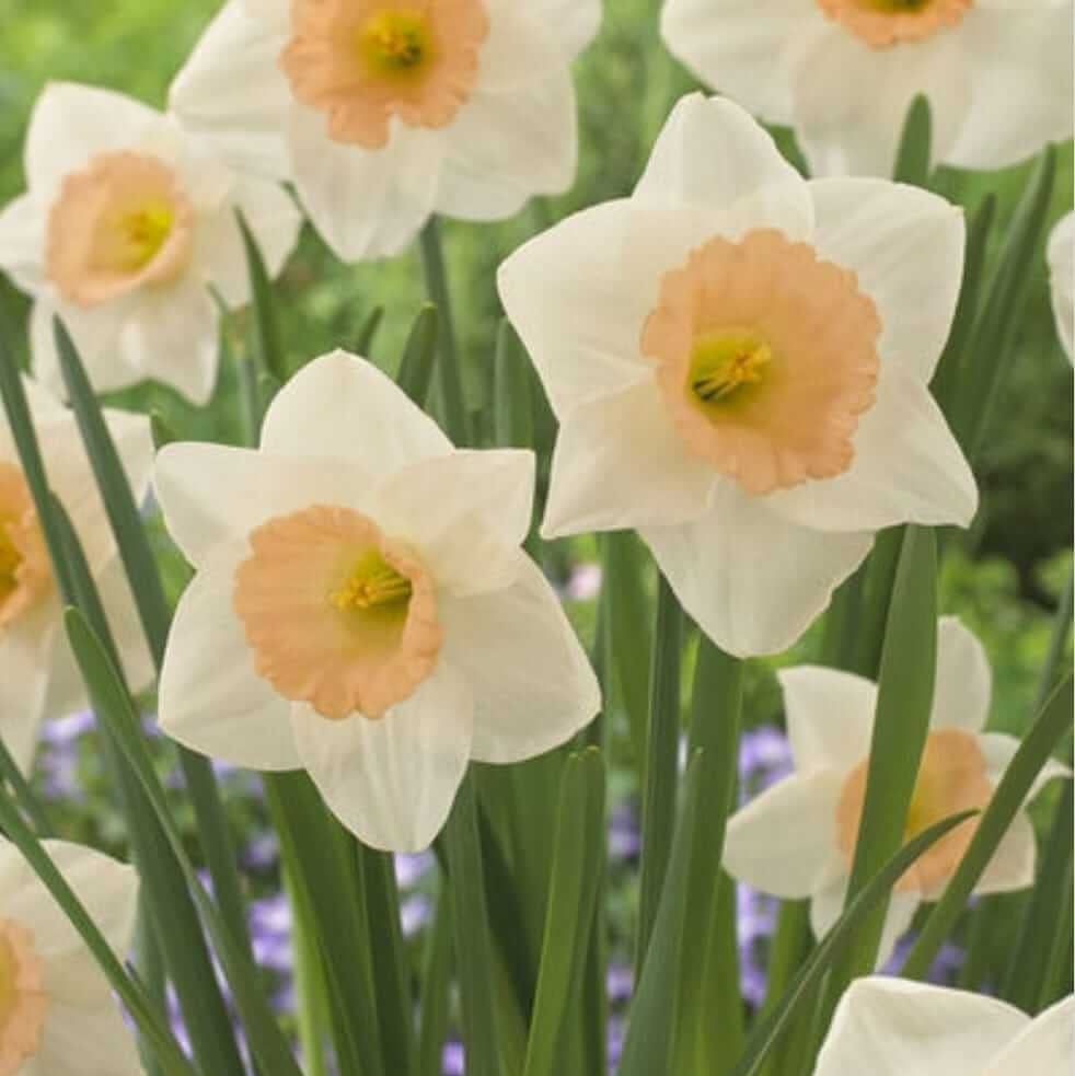 Peach Daffodil plant