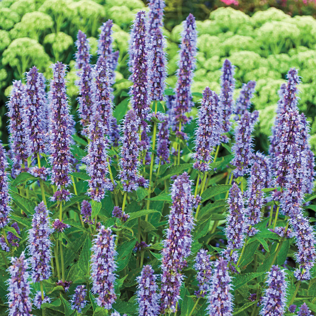Purple Mint flower seeds